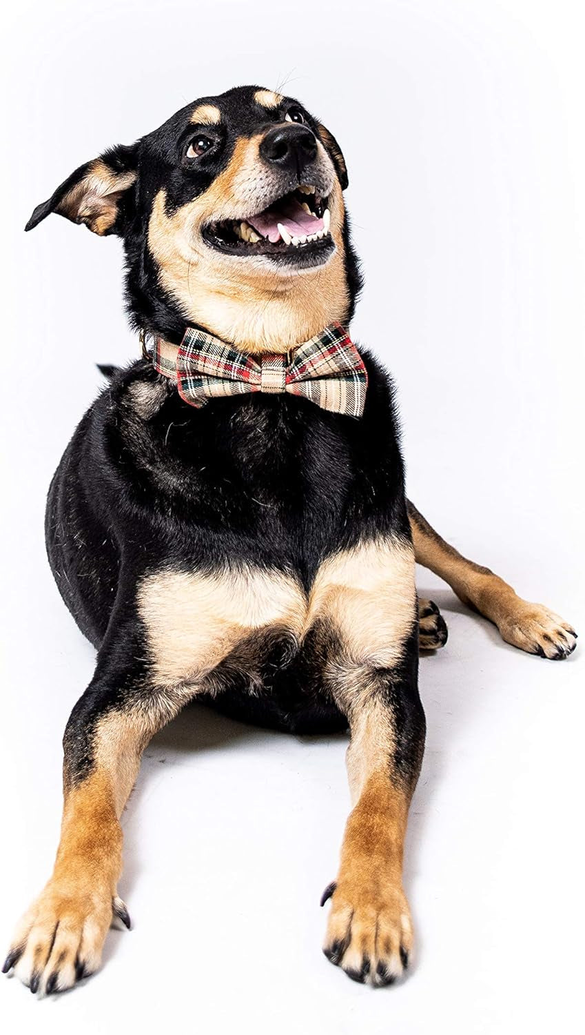 Scottish Tartan Dog Collar and Leash Set with Removable Bow Tie, Adjustable Plaid Design for Dogs, Ideal Pet Gift (XS, Beige)