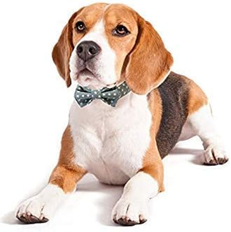 Kebs Kebocis Adjustable Dog Bow Tie Collar with Detachable Bowtie in Light Blue Polka Dots for Medium-Sized Dogs