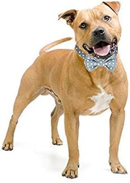 Kebs Kebocis Adjustable Dog Bow Tie Collar with Detachable Bowtie in Light Blue Polka Dots for Medium-Sized Dogs